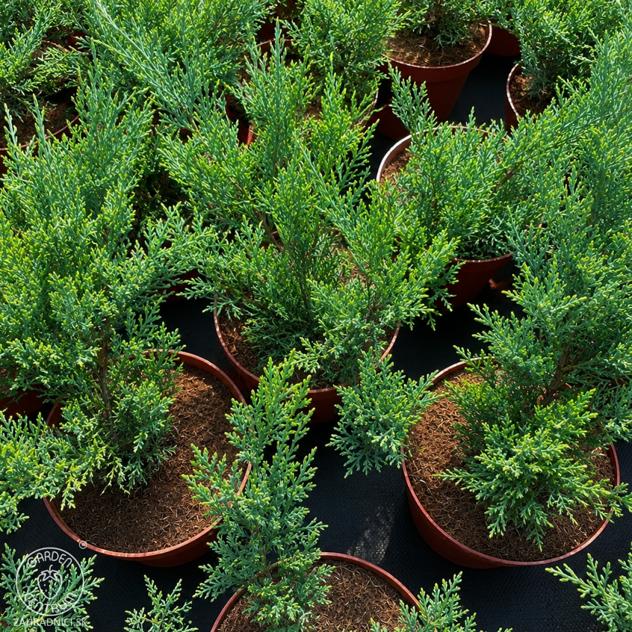 Obrázok Borievka prostredná (Juniperus × media) ´PFITZERIANA GLAUCA´ - výška 20-30 cm ⌀ 20-30 cm , kont. C3L